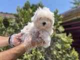Safkan En Özel En Uygun Maltese Yavrular