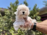 Safkan En Özel En Uygun Maltese Yavrular