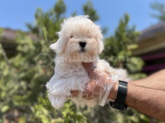 Safkan En Özel En Uygun Maltese Yavrular görsel