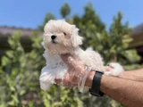 Safkan En Özel En Uygun Maltese Yavrular