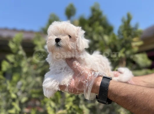 Safkan En Özel En Uygun Maltese Yavrular görsel
