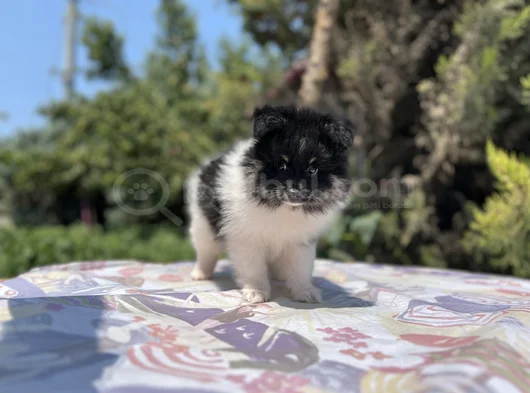 En Uygun En Özel Pomeranian Yavrular görsel