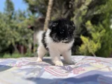 En Uygun En Özel Pomeranian Yavrular