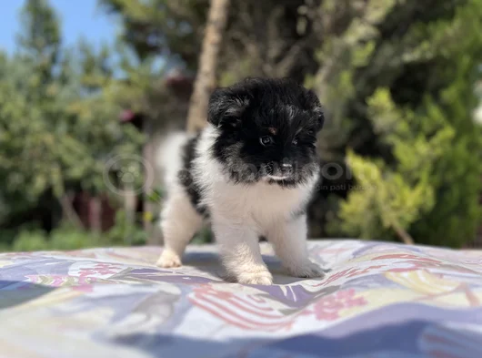 En Uygun En Özel Pomeranian Yavrular görsel