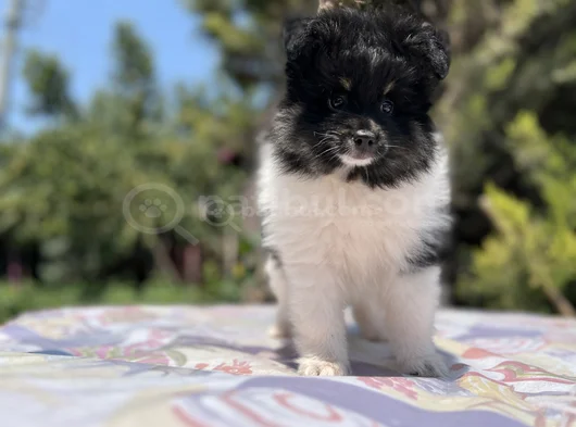 En Uygun En Özel Pomeranian Yavrular görsel