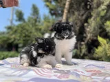 En Uygun En Özel Pomeranian Yavrular