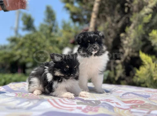 En Uygun En Özel Pomeranian Yavrular görsel