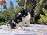 En Uygun En Özel Pomeranian Yavrular
