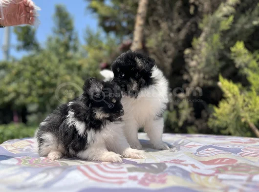 En Uygun En Özel Pomeranian Yavrular görsel