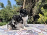 En Uygun En Özel Pomeranian Yavrular