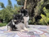 En Uygun En Özel Pomeranian Yavrular