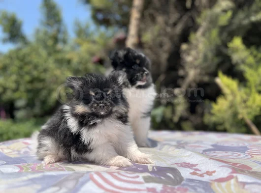 En Uygun En Özel Pomeranian Yavrular görsel
