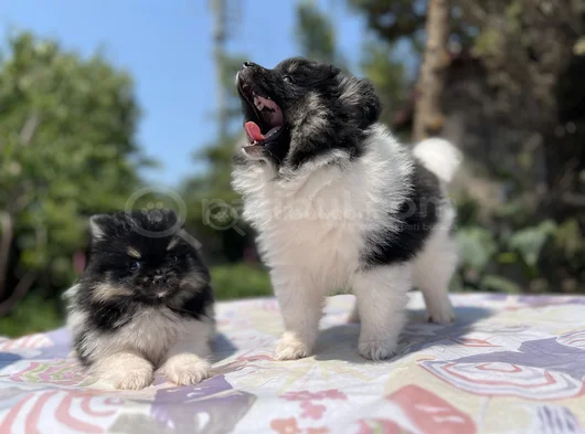 En Uygun En Özel Pomeranian Yavrular görsel