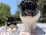 En uygun en özel pomeranian yavrular