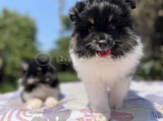 En Uygun En Özel Pomeranian Yavrular