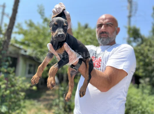 En Kalitelisi Bizde Var Doberman Yavrular