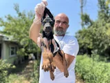 En Kalitelisi Bizde Var Doberman Yavrular