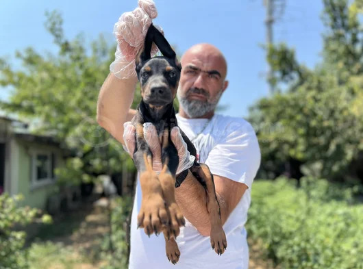 En Kalitelisi Bizde Var Doberman Yavrular görsel