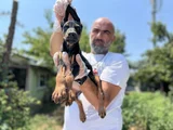 En Kalitelisi Bizde Var Doberman Yavrular