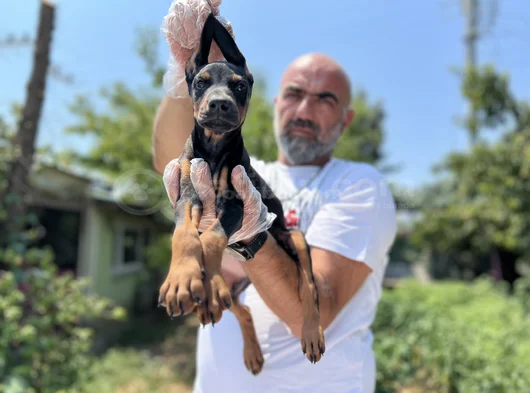 En Kalitelisi Bizde Var Doberman Yavrular görsel