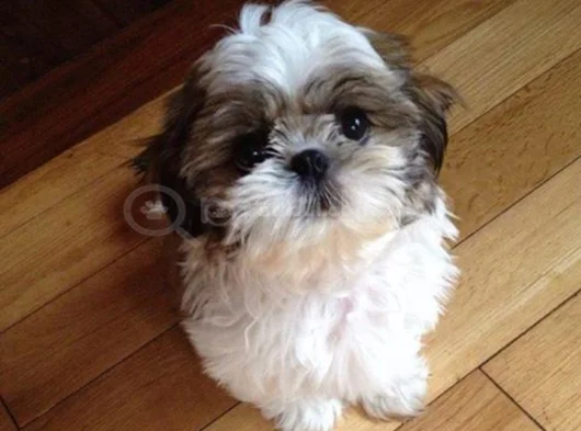 Irk garantili dişi erkek shih tzu yavrularımız