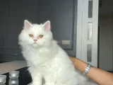 Beyaz sevgi delisi british longhair