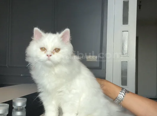 Beyaz Sevgi Delisi British Longhair