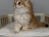 Show Kalite Kucak Sever Safkan British Longhair Bebek