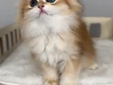 Show Kalite Kucak Sever Safkan British Longhair Bebek