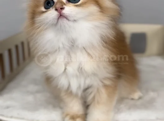 Show Kalite Kucak Sever Safkan British Longhair Bebek görsel