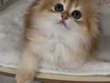 Show kalite kucak sever safkan british longhair bebek
