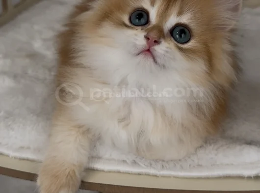 Show Kalite Kucak Sever Safkan British Longhair Bebek