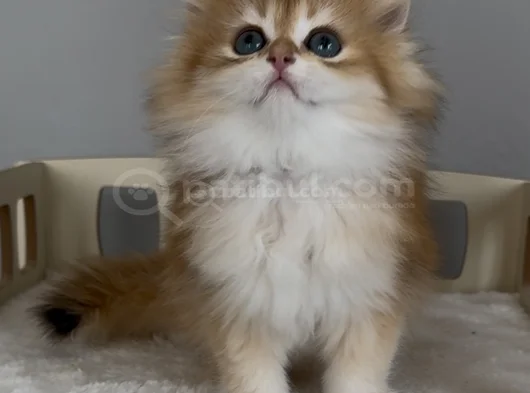 Show Kalite Kucak Sever Safkan British Longhair Bebek görsel