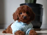 Antialerjik Toy Boy Poodle Bebekler Hazır