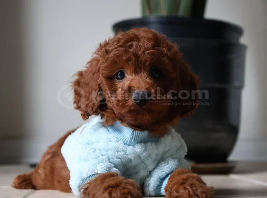 Antialerjik Toy Boy Poodle Bebekler Hazır görsel