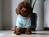 Antialerjik Toy Boy Poodle Bebekler Hazır