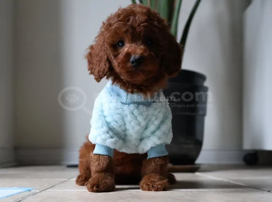 Antialerjik Toy Boy Poodle Bebekler Hazır