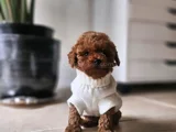 Mutlu Ve Sağlıklı Red Brown Toy Poodle Yavrular