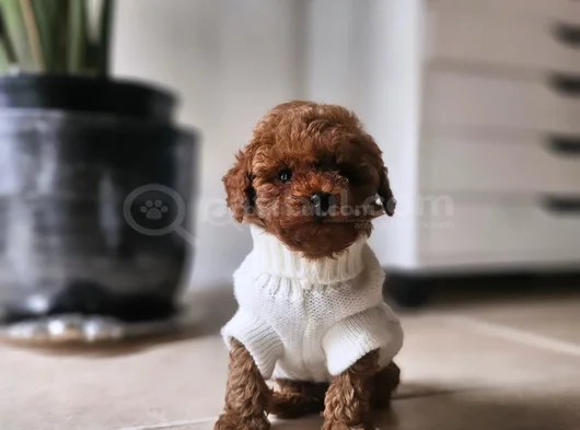 Mutlu Ve Sağlıklı Red Brown Toy Poodle Yavrular görsel
