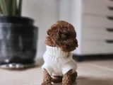 Mutlu Ve Sağlıklı Red Brown Toy Poodle Yavrular
