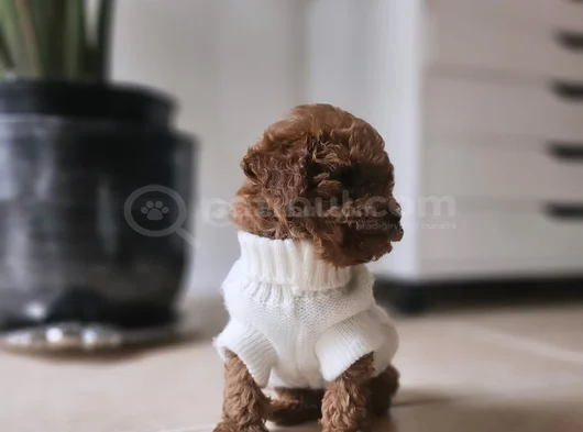 Mutlu Ve Sağlıklı Red Brown Toy Poodle Yavrular görsel