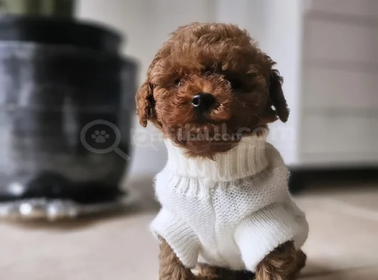 Mutlu ve Sağlıklı Red Brown Toy Poodle Yavrular