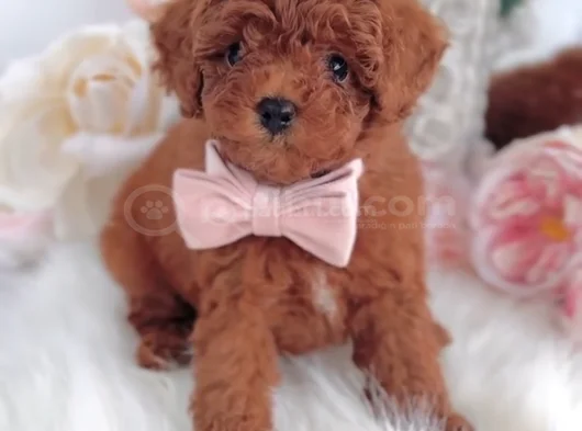 Red Brown Toy Poodle Yavrular görsel