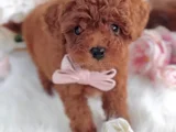 Red Brown Toy Poodle Yavrular