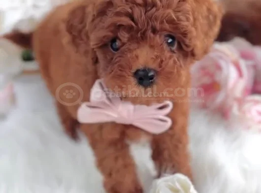Red Brown Toy Poodle Yavrular görsel