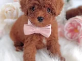 Red Brown Toy Poodle Yavrular