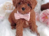 Red Brown Toy Poodle Yavrular