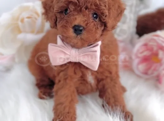 Red Brown Toy Poodle Yavrular görsel