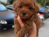 Minicik Sevgi Dolu Toy Poodle Yavrular