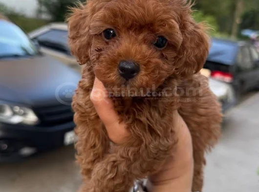 Minicik Sevgi Dolu Toy Poodle Yavrular